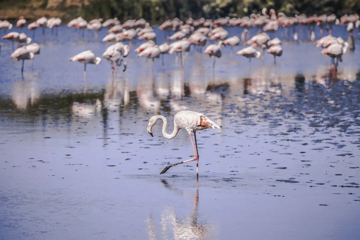 La Camargue